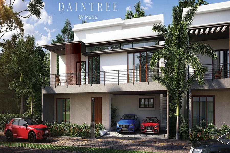 mana daintree